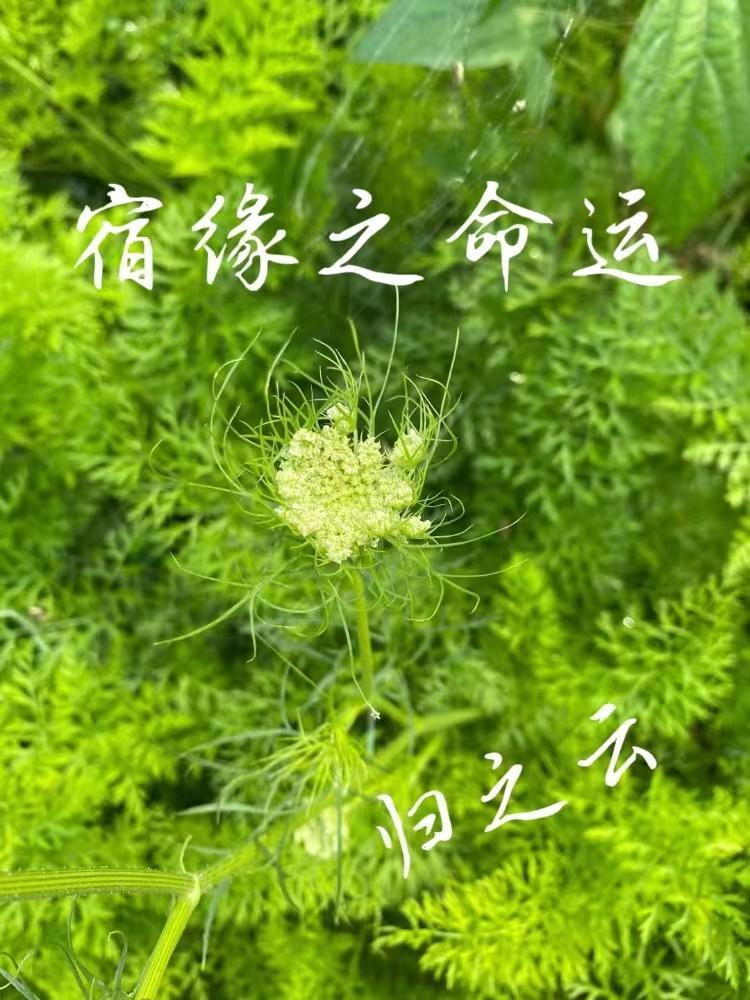 什么叫宿命缘分